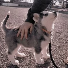 bellissimi cuccioli di siberian husky in vendita