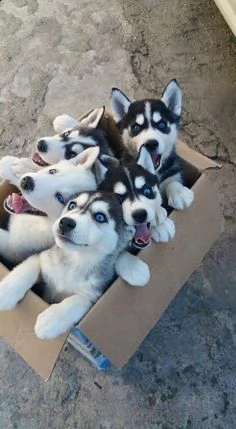 bellissimi cuccioli di siberian husky in vendita | Foto 3