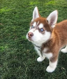 bellissimi cuccioli di siberian husky in vendita | Foto 2