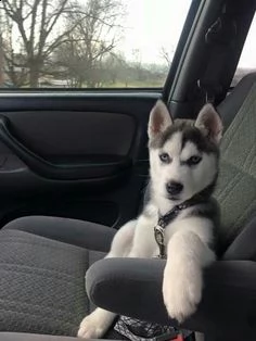 bellissimi cuccioli di siberian husky in vendita | Foto 1