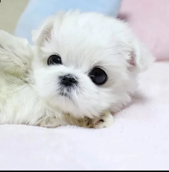due cuccioli di maltese teacup hanno bisogno di una nuova famiglia