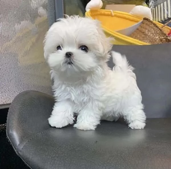 due cuccioli di maltese teacup hanno bisogno di una nuova famiglia | Foto 3