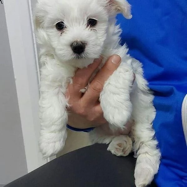 due cuccioli di maltese teacup hanno bisogno di una nuova famiglia | Foto 2