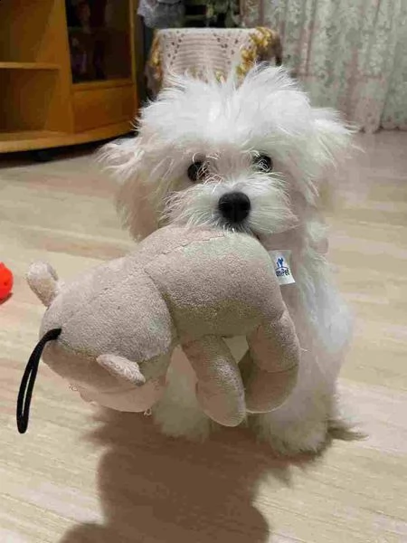 due cuccioli di maltese teacup hanno bisogno di una nuova famiglia | Foto 1