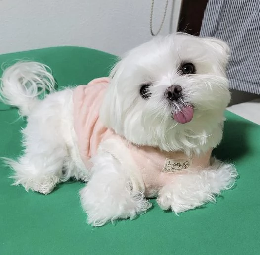 due cuccioli di maltese teacup hanno bisogno di una nuova famiglia | Foto 0