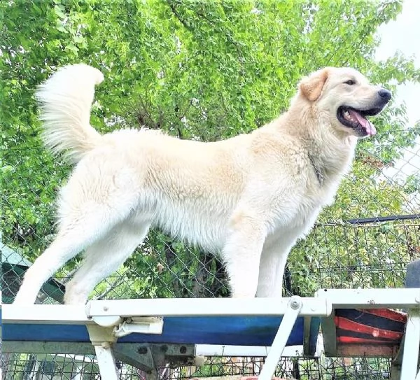 athos – 12 mesi – re leoncino pma mix retriever | Foto 6