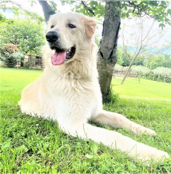 athos – 12 mesi – re leoncino pma mix retriever | Foto 5