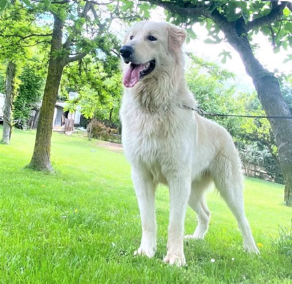 athos – 12 mesi – re leoncino pma mix retriever | Foto 4