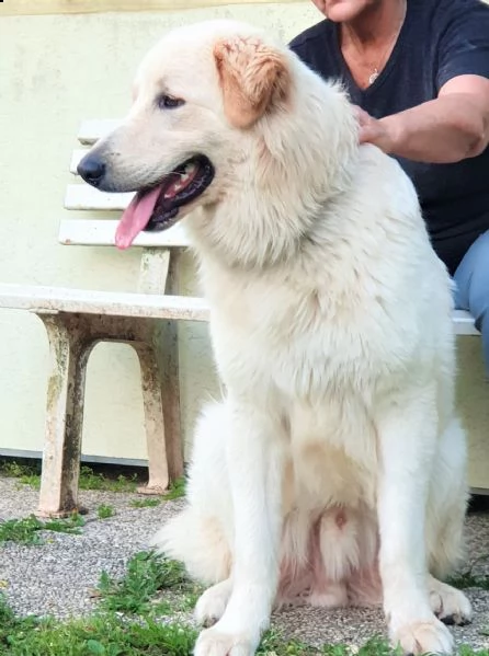 athos – 12 mesi – re leoncino pma mix retriever | Foto 3