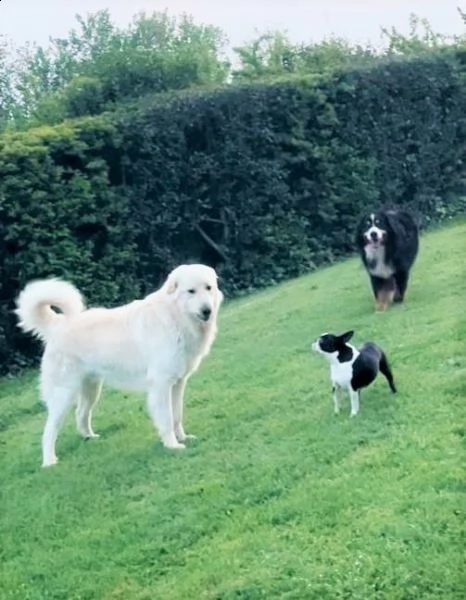 athos – 12 mesi – re leoncino pma mix retriever | Foto 1