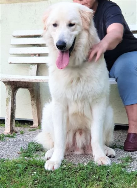 athos – 12 mesi – re leoncino pma mix retriever | Foto 0