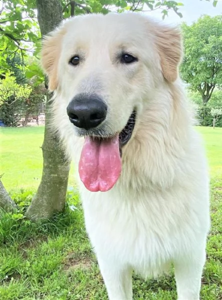 athos – 12 mesi – re leoncino pma mix retriever