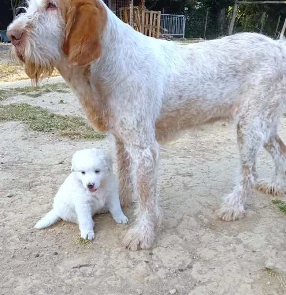 LE0NE cucciolo di Pastore Maremmano Abruzzese 60 gg | Foto 6