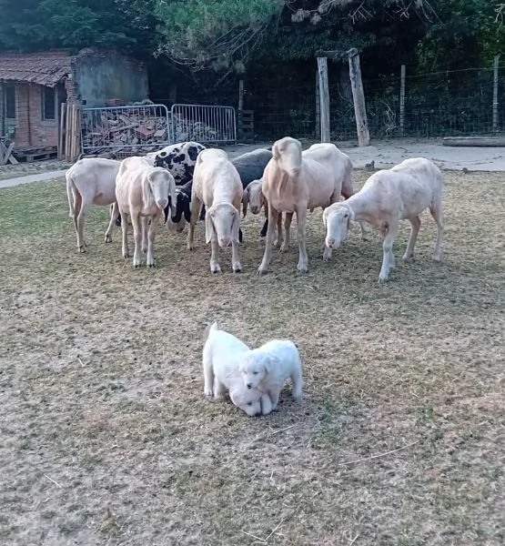 LE0NE cucciolo di Pastore Maremmano Abruzzese 60 gg | Foto 5