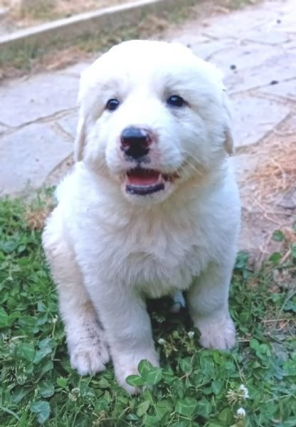 LE0NE cucciolo di Pastore Maremmano Abruzzese 60 gg