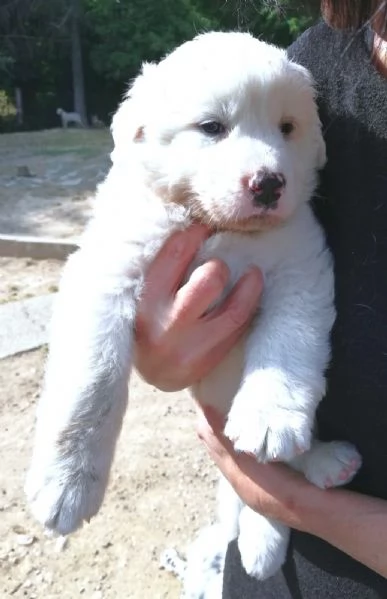 LE0NE cucciolo di Pastore Maremmano Abruzzese 60 gg | Foto 4