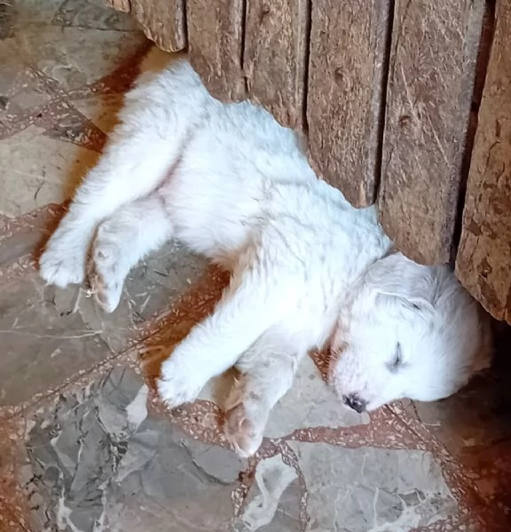 LE0NE cucciolo di Pastore Maremmano Abruzzese 60 gg | Foto 3