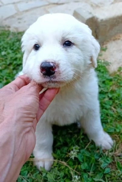 LE0NE cucciolo di Pastore Maremmano Abruzzese 60 gg | Foto 2