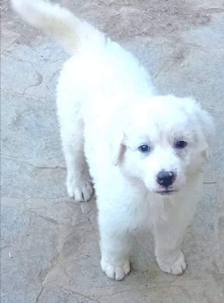 LE0NE cucciolo di Pastore Maremmano Abruzzese 60 gg | Foto 1