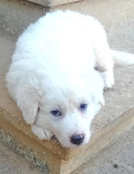 LE0NE cucciolo di Pastore Maremmano Abruzzese 60 gg | Foto 0