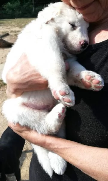 LE0NE cucciolo di Pastore Maremmano Abruzzese 85 gg circa | Foto 4