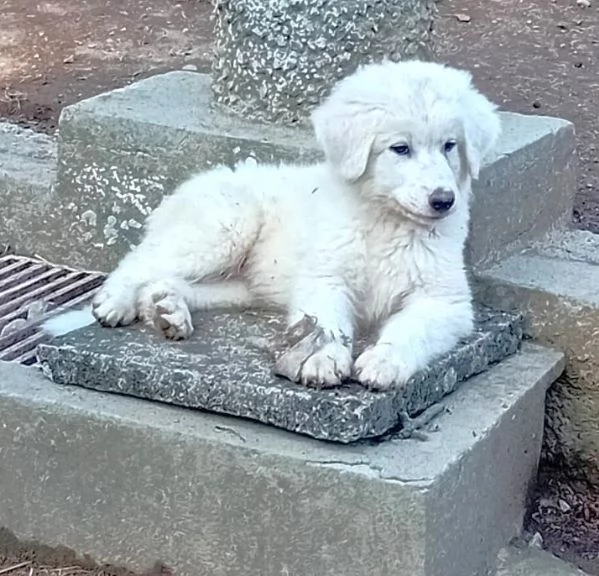 LE0NE cucciolo di Pastore Maremmano Abruzzese 85 gg circa | Foto 3