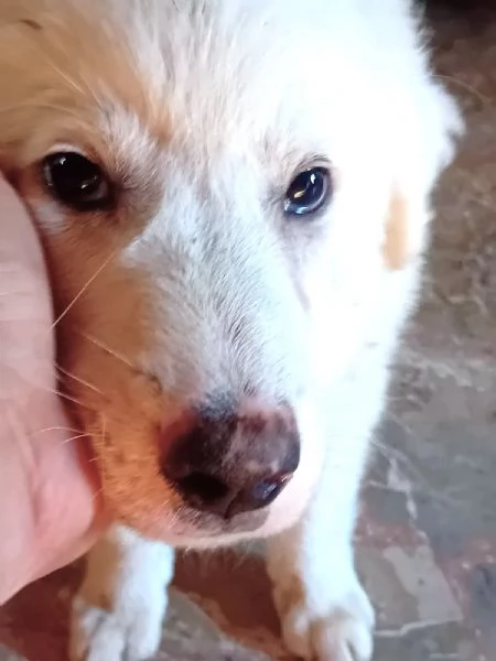 LE0NE cucciolo di Pastore Maremmano Abruzzese 85 gg circa | Foto 1