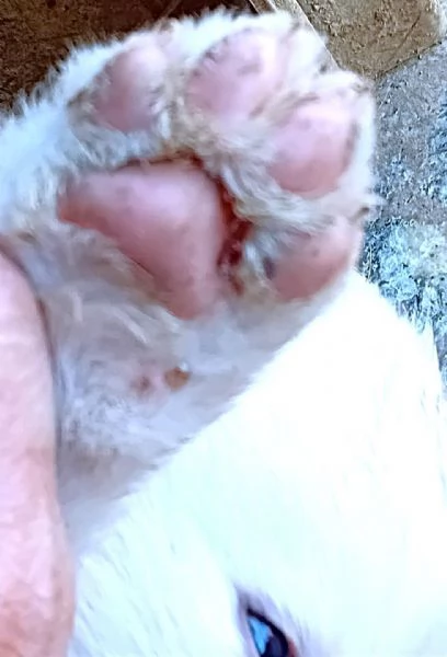 LE0NE cucciolo di Pastore Maremmano Abruzzese 85 gg circa | Foto 0