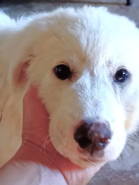 LE0NE cucciolo di Pastore Maremmano Abruzzese 85 gg circa