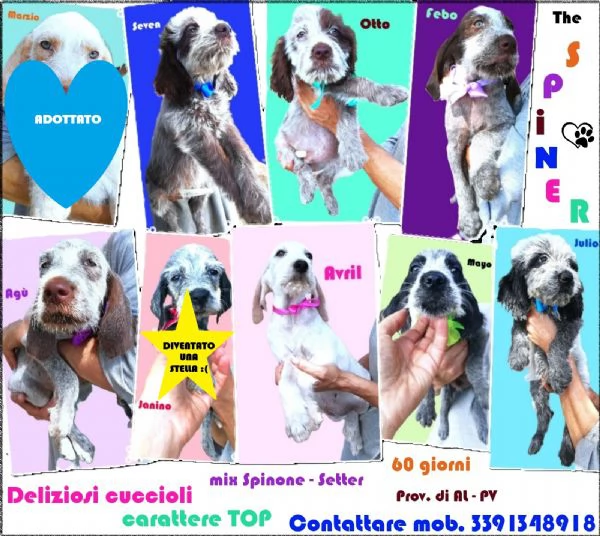 Gli SPINER 60 gg cucciolotti perfetti x tutt