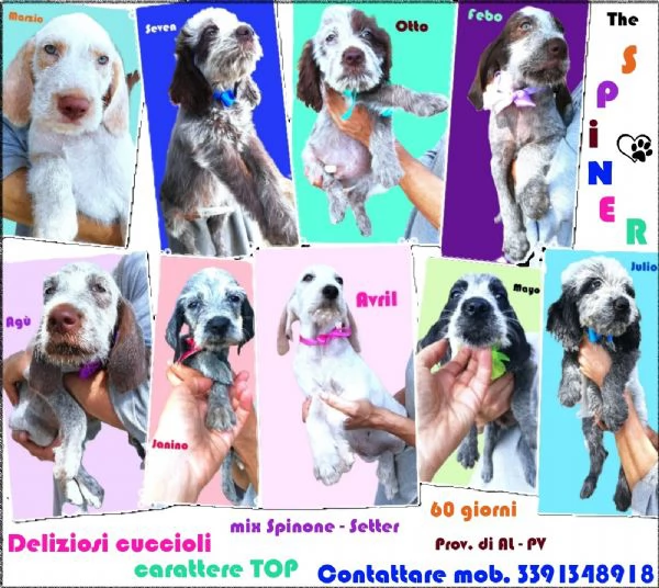 Gli SPINER 60 gg cucciolotti perfetti x tutt | Foto 3