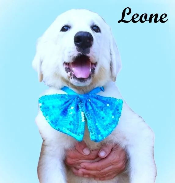 L3ONE cucciolo di Pastore Maremmano Abruzzese TOP