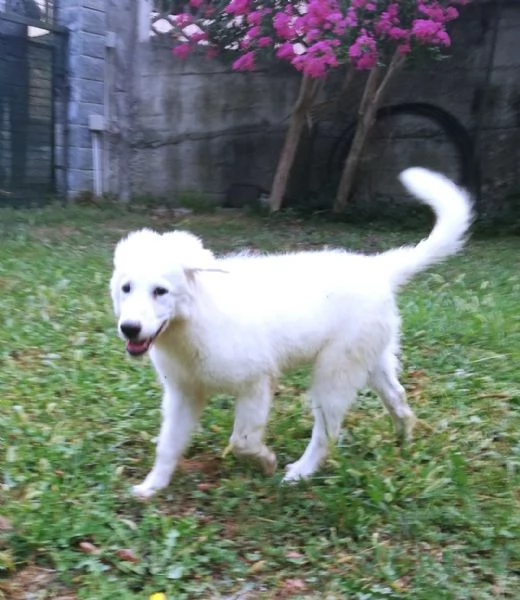 L3ONE cucciolo di Pastore Maremmano Abruzzese TOP | Foto 0