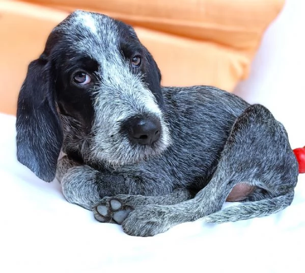 MAYO cucciolo Setter Inglese di GIOIA VERA 4 mesi