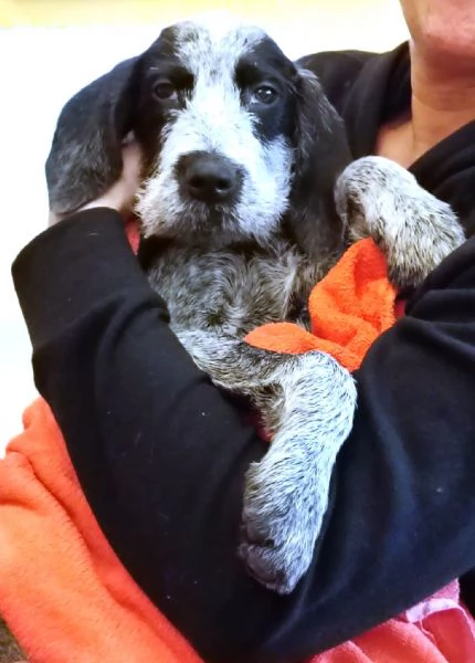 MAYO cucciolo Setter Inglese di GIOIA VERA 4 mesi | Foto 6