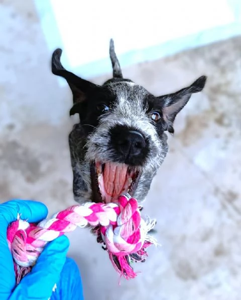 MAYO cucciolo Setter Inglese di GIOIA VERA 4 mesi | Foto 5