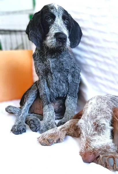 MAYO cucciolo Setter Inglese di GIOIA VERA 4 mesi | Foto 4