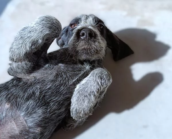 MAYO cucciolo Setter Inglese di GIOIA VERA 4 mesi | Foto 3
