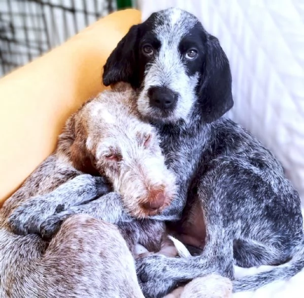 MAYO cucciolo Setter Inglese di GIOIA VERA 4 mesi | Foto 2