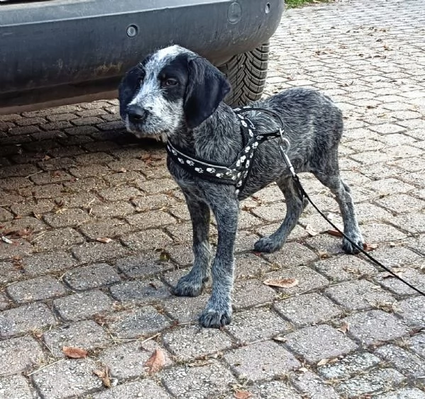 MAYO cucciolo Setter Inglese di GIOIA VERA 4 mesi | Foto 1