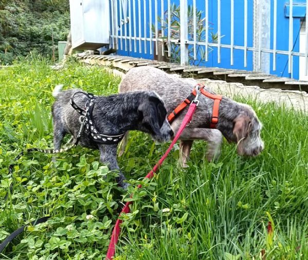 MAYO cucciolo Setter Inglese di GIOIA VERA 4 mesi | Foto 0