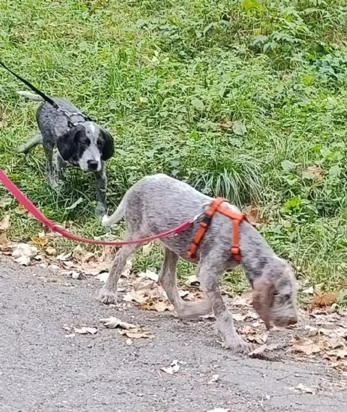 TO  AGU cucciolo Spinone Italiano di MIELE PURO 4 mesi | Foto 6