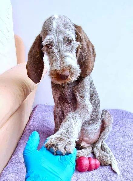 TO  AGU cucciolo Spinone Italiano di MIELE PURO 4 mesi | Foto 5
