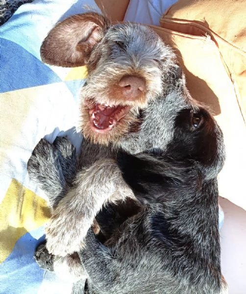 TO  AGU cucciolo Spinone Italiano di MIELE PURO 4 mesi | Foto 4