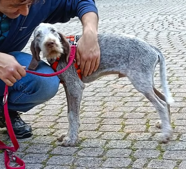 TO  AGU cucciolo Spinone Italiano di MIELE PURO 4 mesi | Foto 3