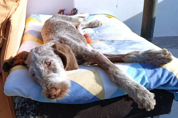 TO  AGU cucciolo Spinone Italiano di MIELE PURO 4 mesi | Foto 2