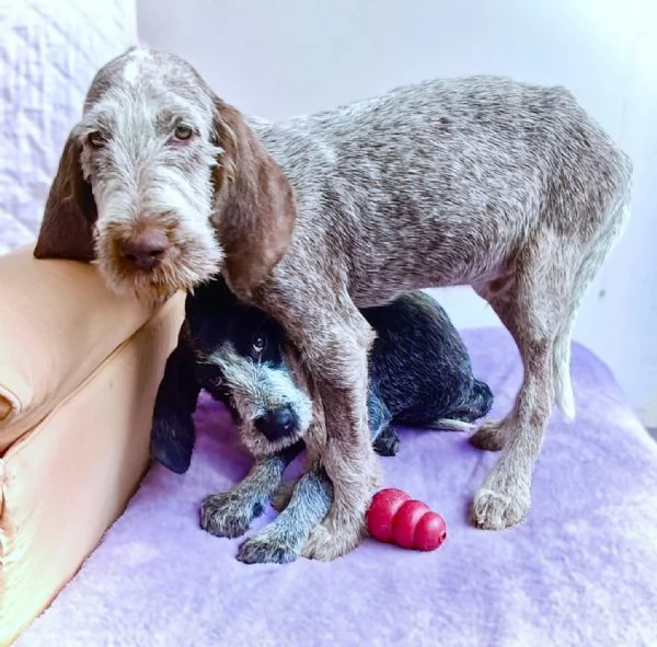 TO  AGU cucciolo Spinone Italiano di MIELE PURO 4 mesi | Foto 1