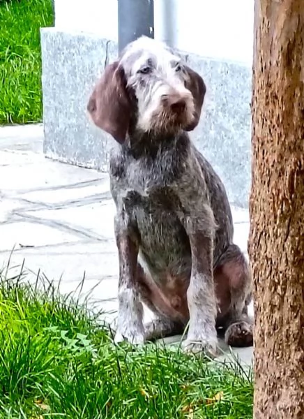 TO  AGU cucciolo Spinone Italiano di MIELE PURO 4 mesi | Foto 0
