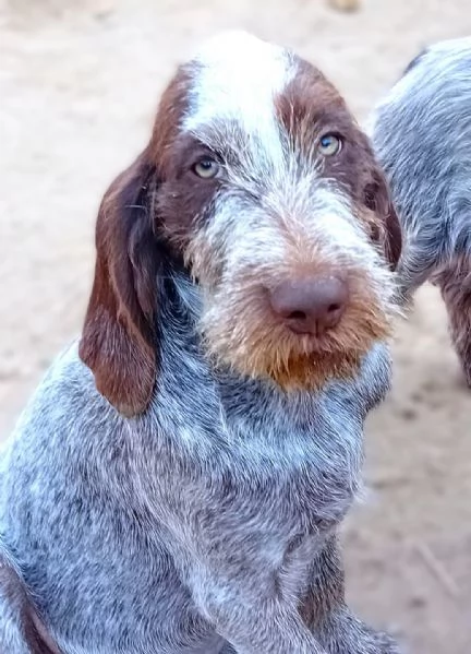 FEDRO cucciolo Spinone Italiano BELLEZZA TOTALE 4 mesi