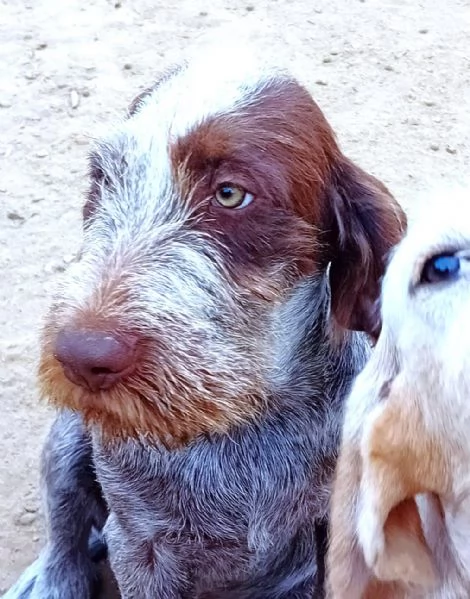 FEDRO cucciolo Spinone Italiano BELLEZZA TOTALE 4 mesi | Foto 6